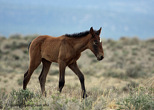 Houdini's and Grey's new daughter.