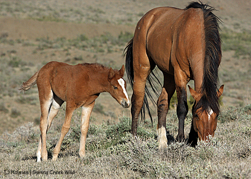 Briosa and daddy Hollywood