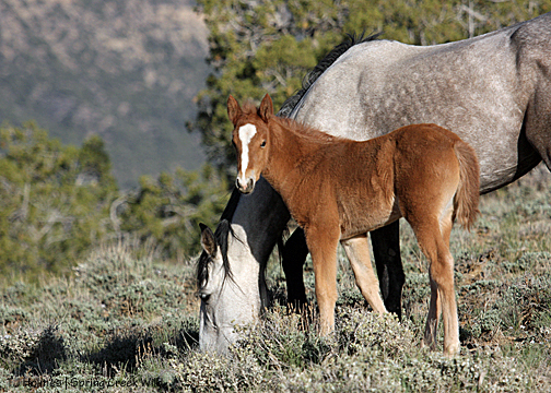 Briosa and mama Piedra