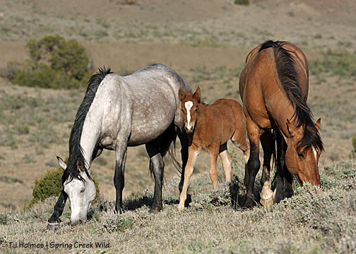 Briosa with mama Piedra and daddy Hollywood