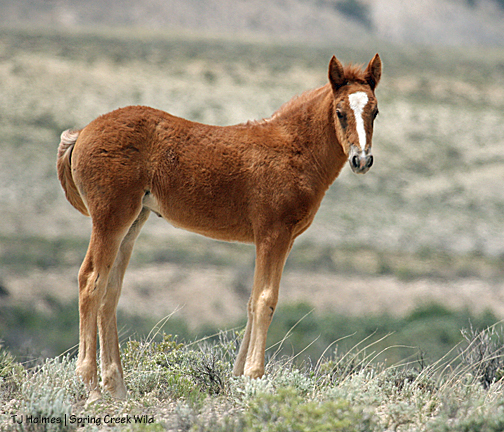 Briosa (Hollywood x Piedra)