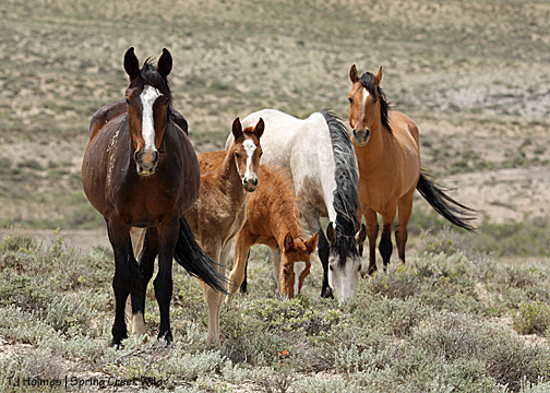 Mahogany, Eliana, Briosa, Piedra and Hollywood