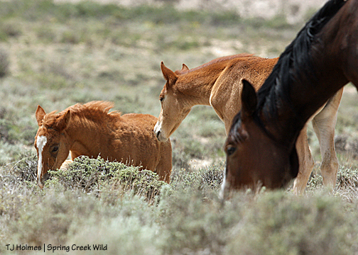 Mahogany, Eliana and Briosa