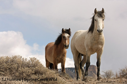 031409greytwistarroyo