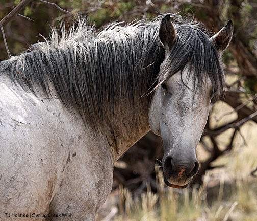 Twister, the day I found Indy (Ember x Hook)