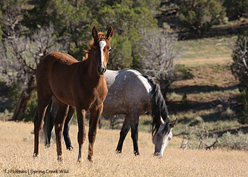 Briosa and her mama Piedra