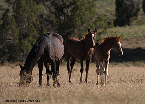 Mahogany with Briosa and Eliana