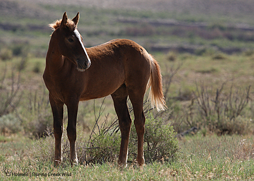 Briosa (Piedra x Hollywood)