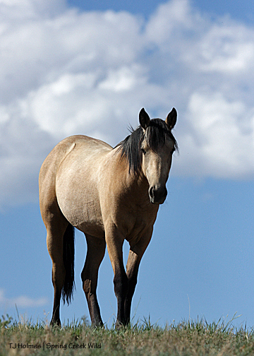 Winona (Kestrel x Mouse)