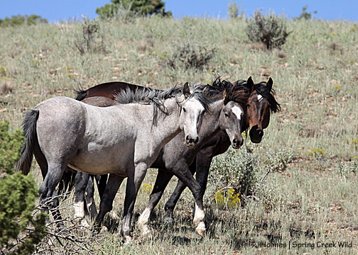 Twister, Cuatro and Duke