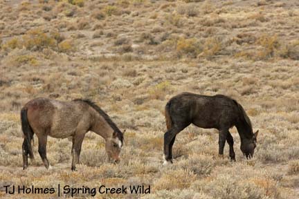 Yearling orphan Twister, left, is not much bigger than 2008 filly Iya.