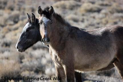 Twister and Two Boots, fuzzy for Christmas.