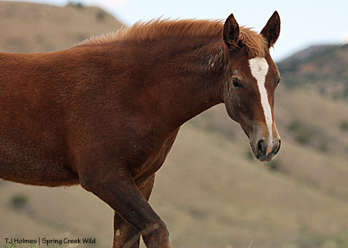 Briosa coming to check me out.
