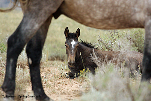 Juniper napping - seen through Comanche's legs