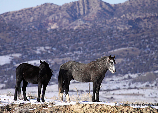 Storm and Shadow against the north-northwest hills