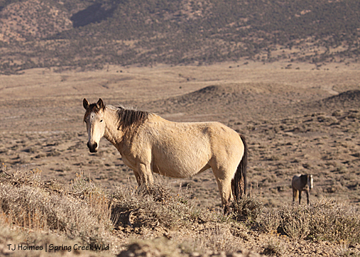 Kestrel and Comanche
