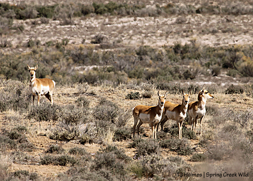 Pronghorn antelope does