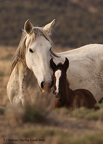 Houdini and her new filly!