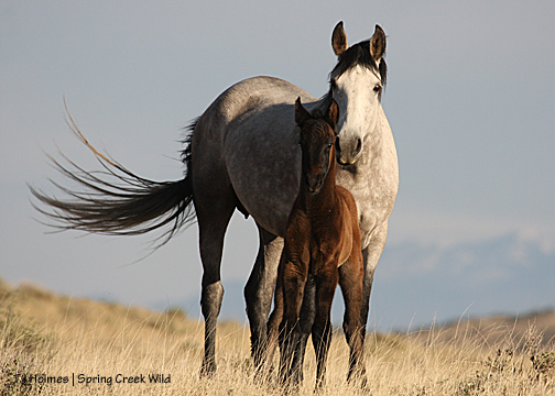 Piedra and her new filly!