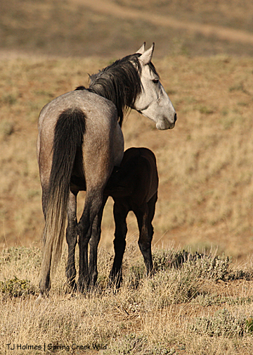 Piedra and her new filly!