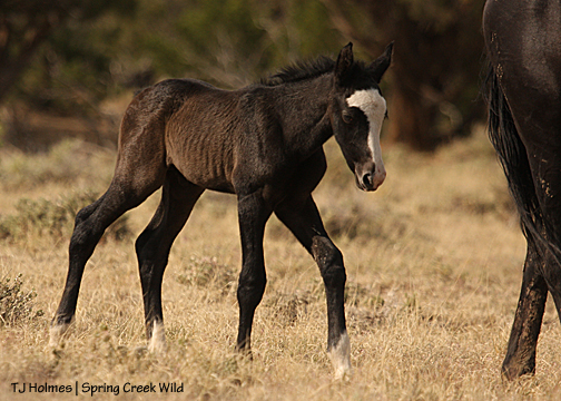 Raven's colt, already with the big mustang walk!
