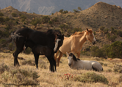 Raven and her new baby boy! Mysterium napping with mama Kootenai nearby.