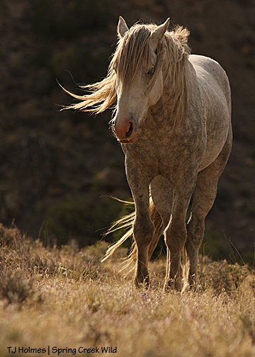 Sundance, napping in the morning sunshine.