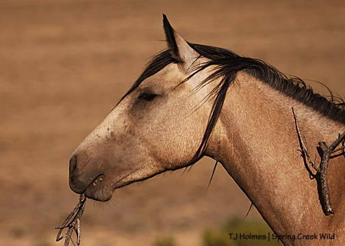 Winona looking for a playmate.