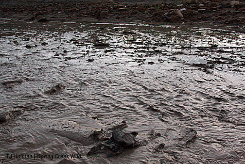 Spring Creek - flowing!