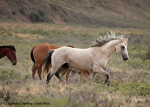 Grey trots past Hollywood's band, following Hollywood.