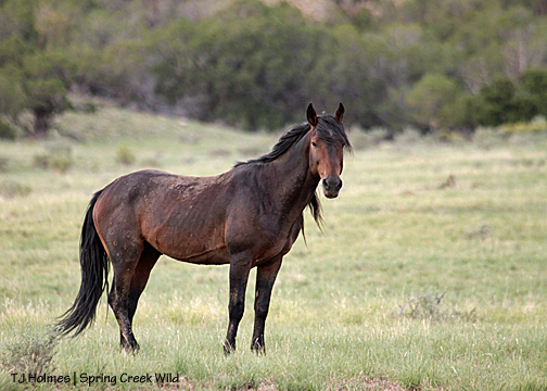 Duke at the northwest pond.