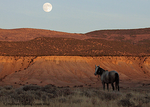 Piedra, seeming to watch the moon rise over Horse Park.