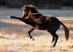 Asher having fun in the pasture first thing in the&nbsp;morning.