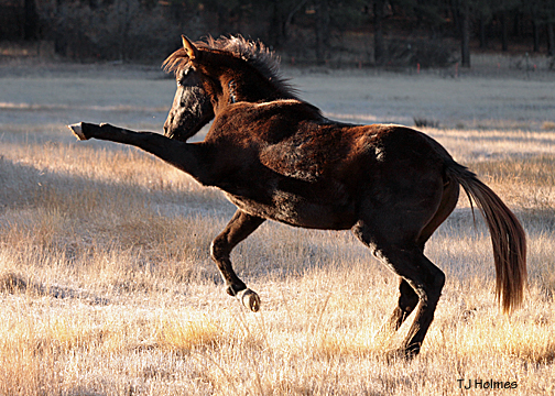 Asher having fun in the pasture first thing in the morning.