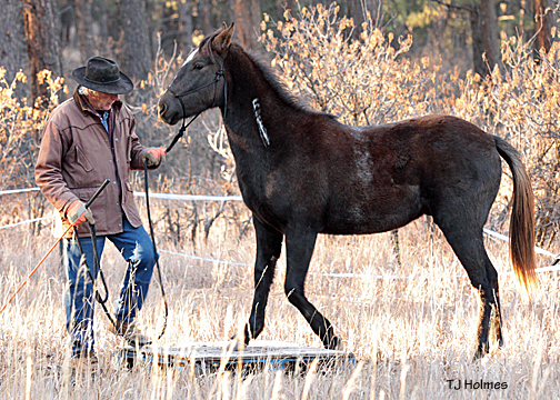 Asher and Vern on the pallet.