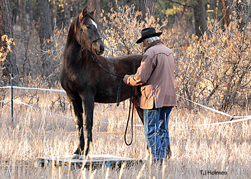 Asher and Vern on the pallet.
