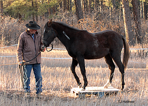 Asher and Vern on the pallet.