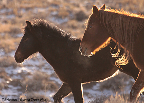 Cassidy Rain and Roja