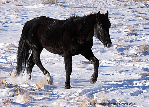 Bounce, following Hollywood's and Comanche's bands.