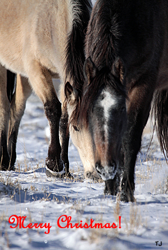 Juniper and mama Kestrel