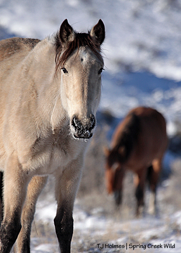 Kestrel and Hollywood