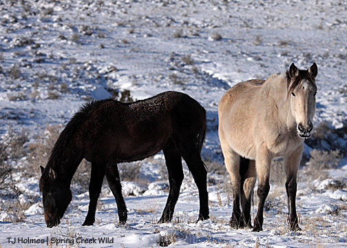 Kestrel and Temple (Hollywood x Piedra)