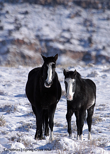 Raven and Skywalker in the snow.