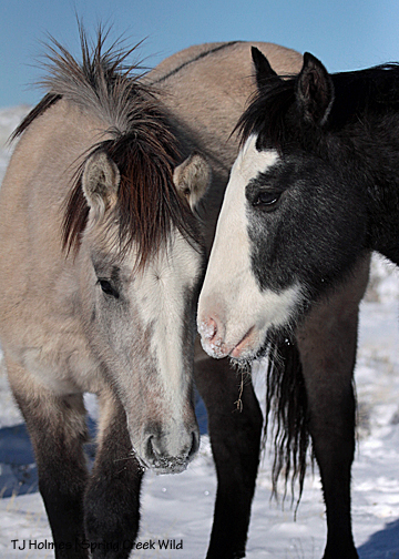 Skywalker and Musterium