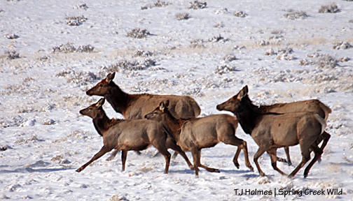 Elk in Spring Creek Basin