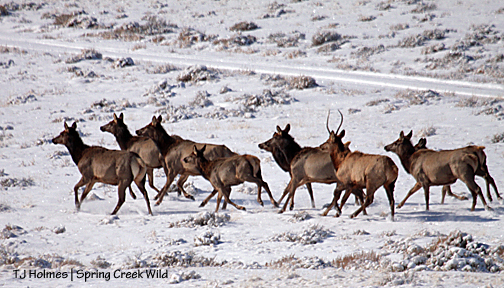 Elk in Spring Creek Basin