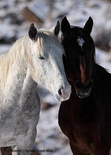 Kreacher and Duke above Spring Creek Canyon.