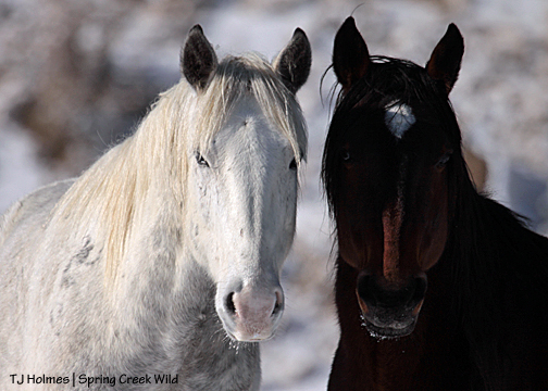 Kreacher and Duke above Spring Creek Canyon.