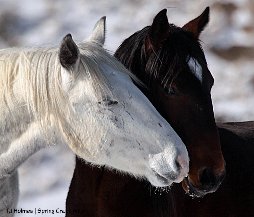 Kreacher and Duke above Spring Creek Canyon.