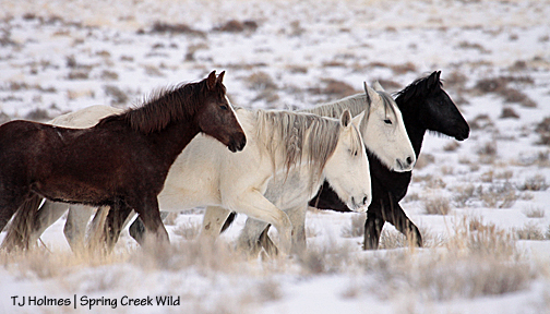 Mariah, Houdini, Alegre, Maia